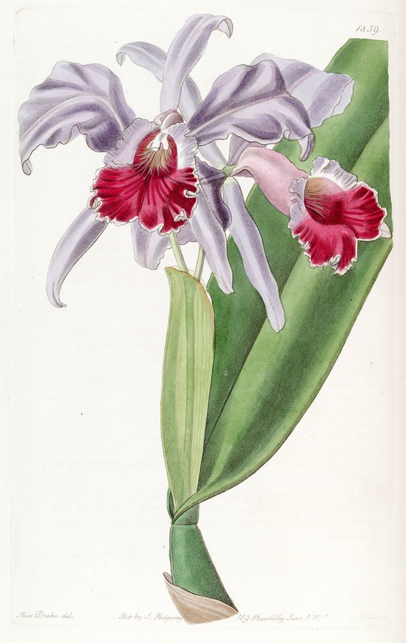 Cattleya labiata de Miss Drake