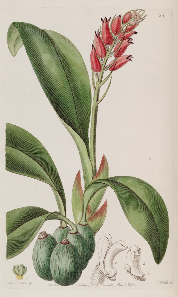 Cryptochilus sanguineus de Miss Drake