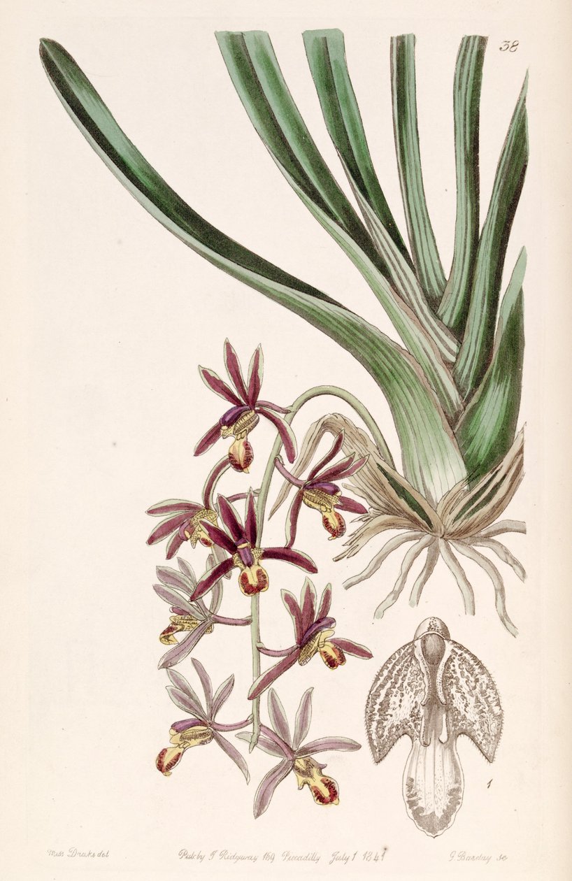 Cymbidium bicolor subsp. pubescens (como syn. Cymbidium pubescens) de Miss Drake