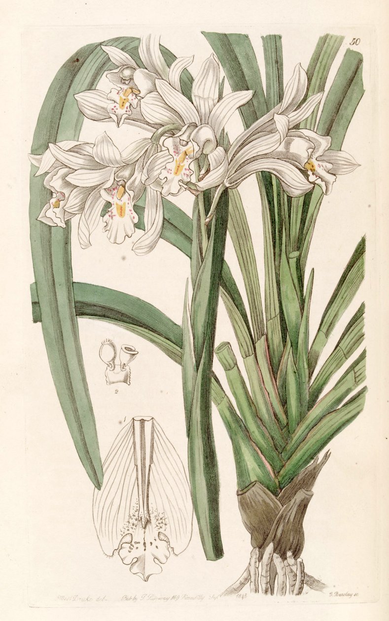 Cymbidium mastersii de Miss Drake