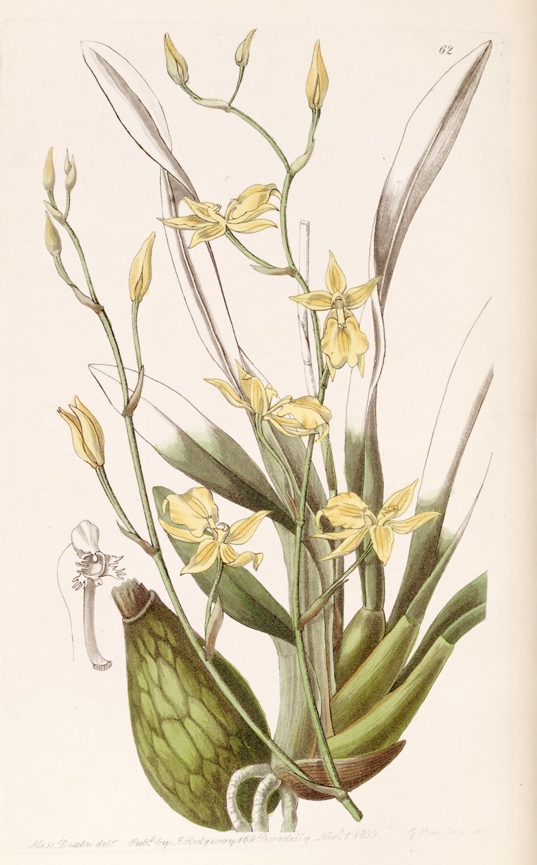 Cyrtochilum dourado (syn. Cyrtochilum Mystacina) de Miss Drake