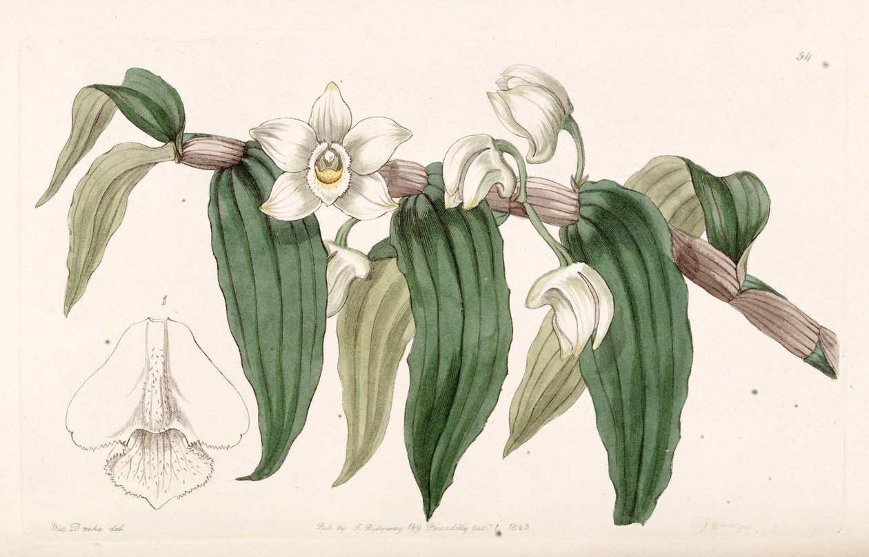 Cymbidium aquoso de Miss Drake