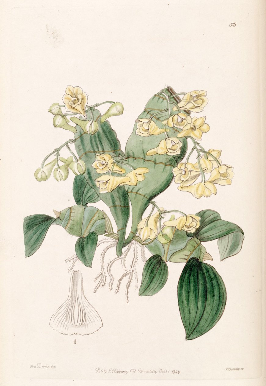 compressão Cymbidium de Miss Drake