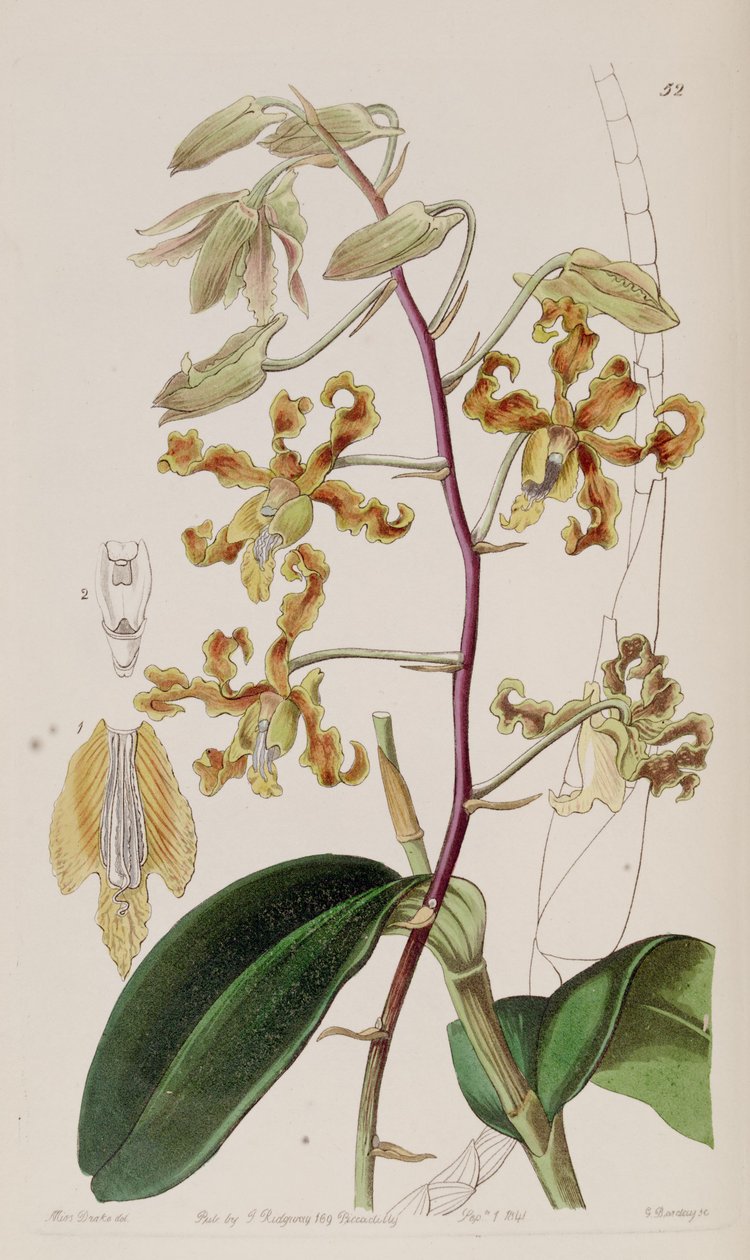 Dendrobium descolorir de Miss Drake