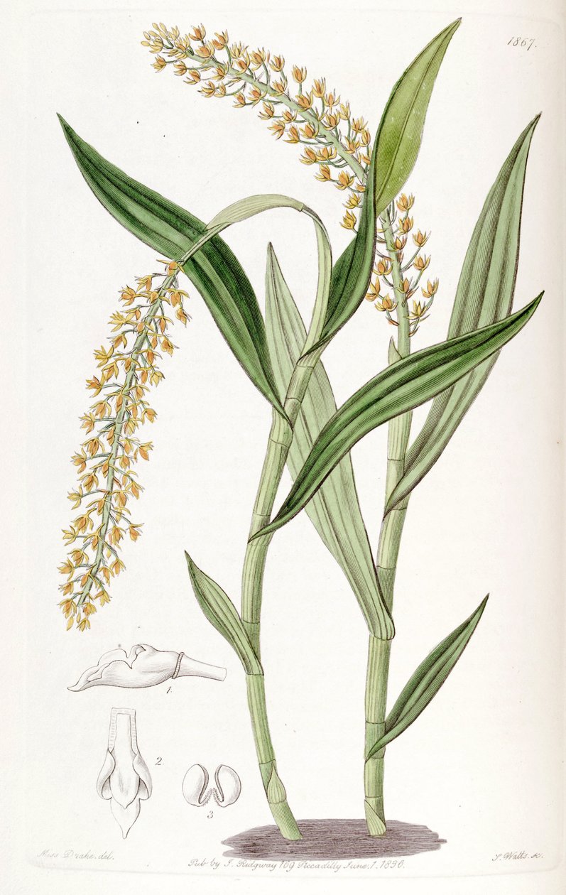 Epidendrum armeniacum de Miss Drake