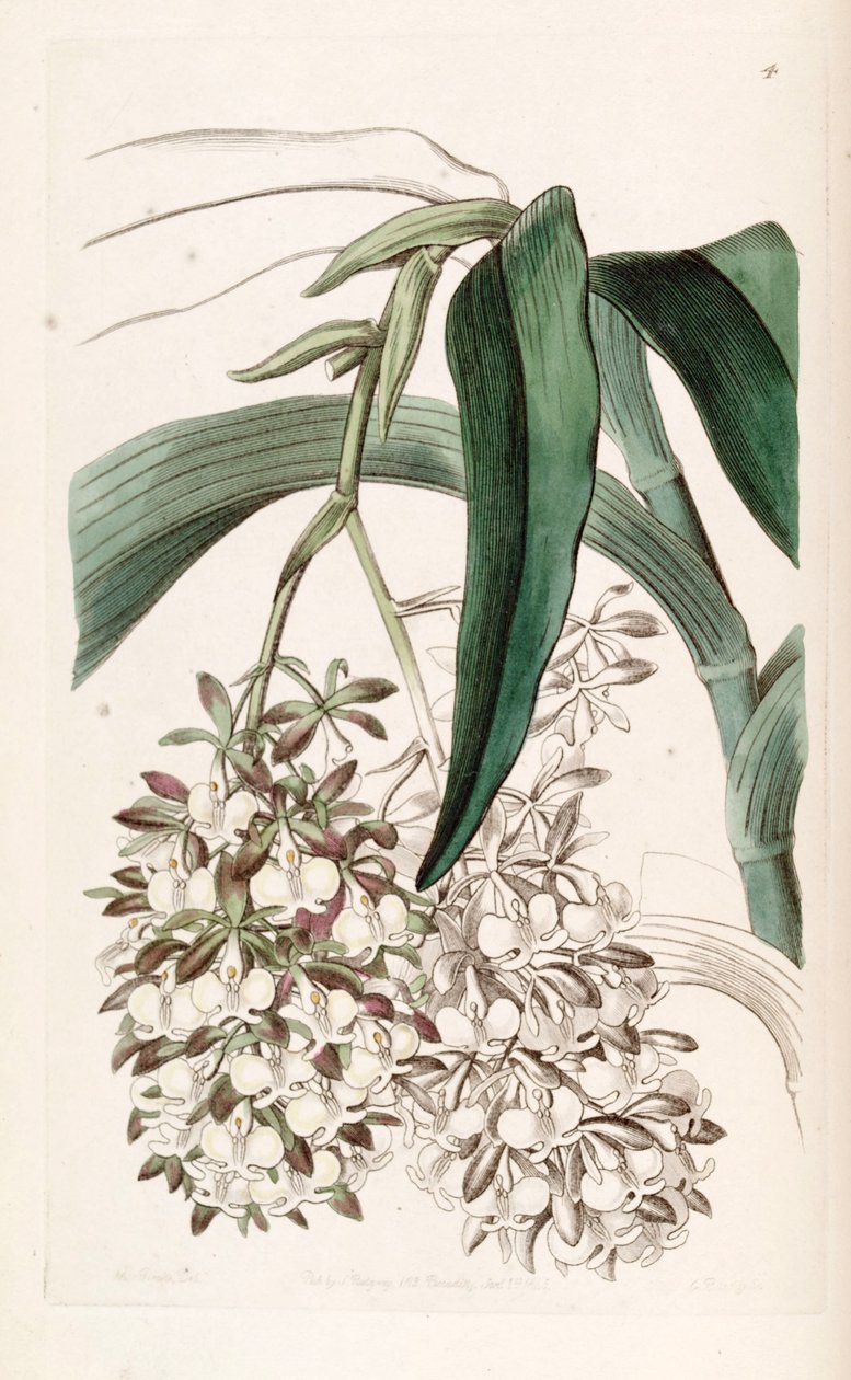 Epidendrum dipus de Miss Drake