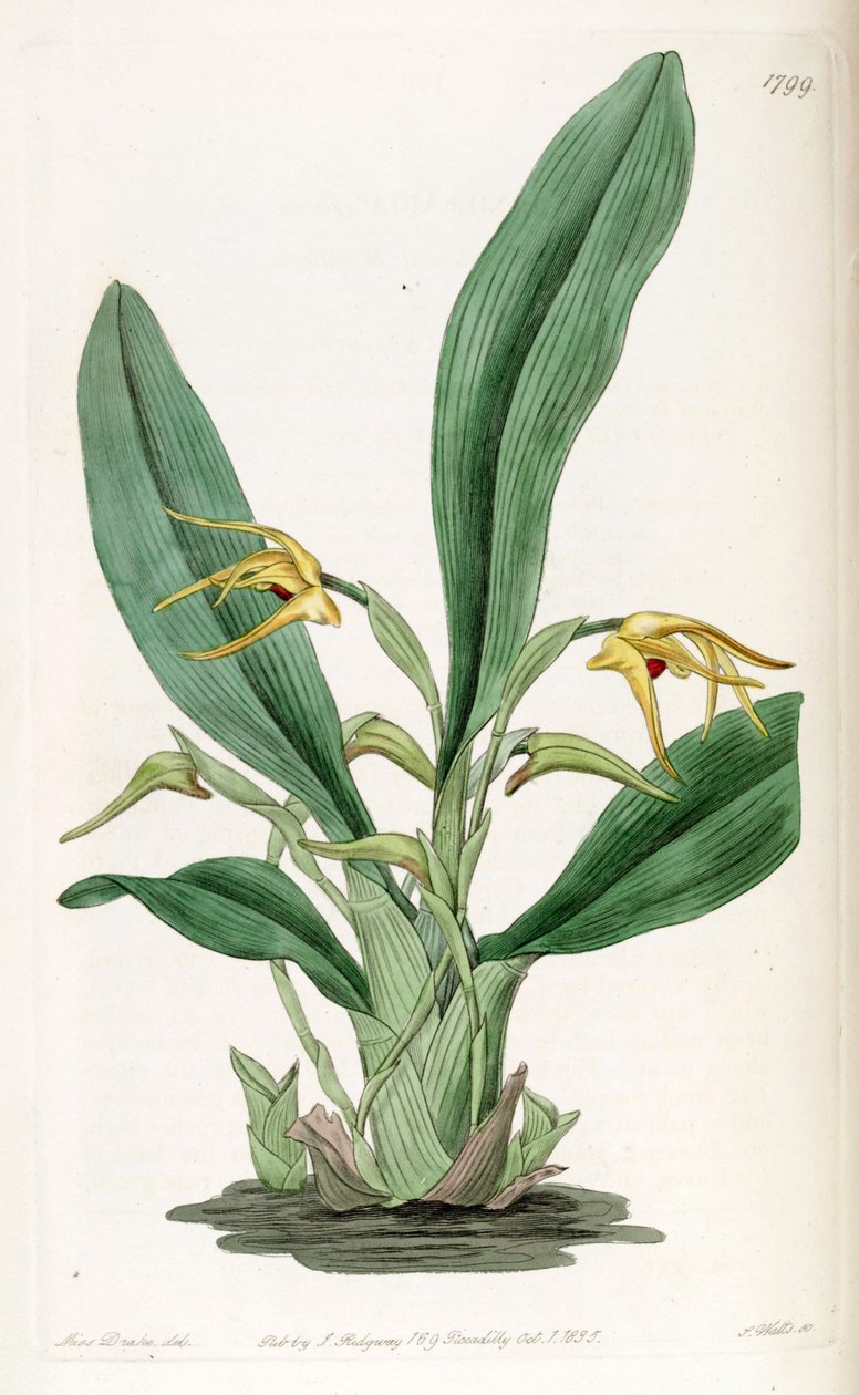 Maxillaria crocea de Miss Drake