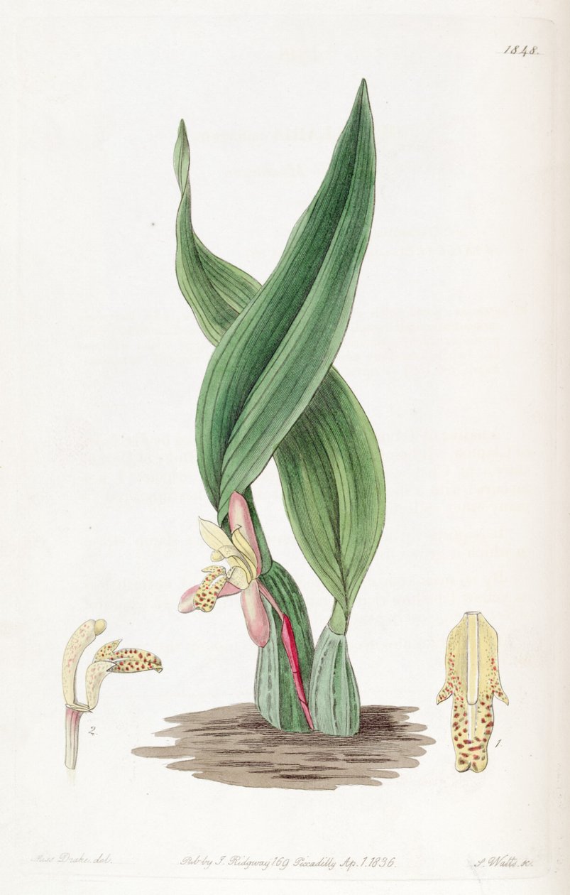 Maxillaria rufescens de Miss Drake