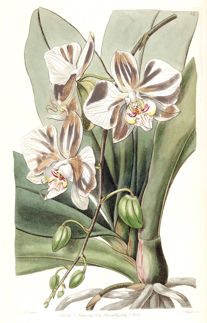 Phalaenopsis afrodite subsp. Aphrodite (syn. Vanda amável Lindl. (1838), nom. Meg.) de Miss Drake