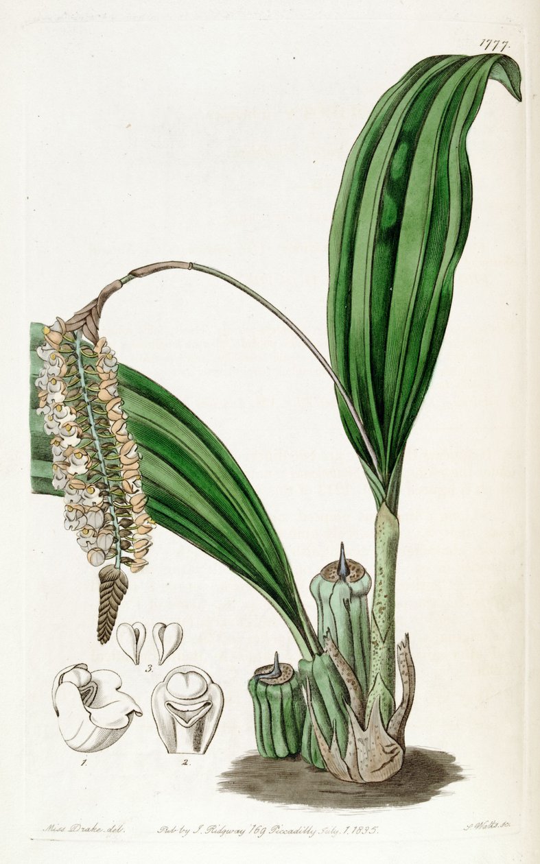 Pholidota imbricata de Miss Drake