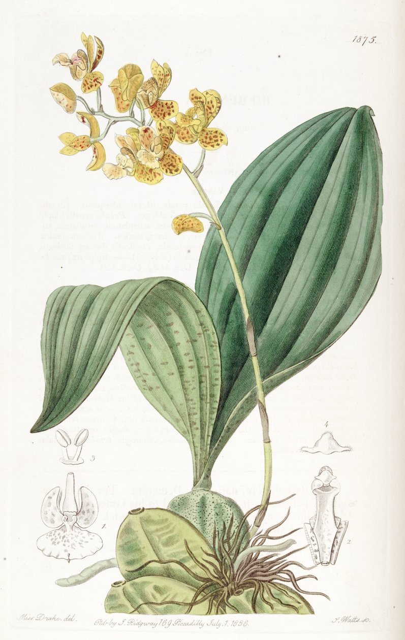 Rudolfiella aurantiaca de Miss Drake