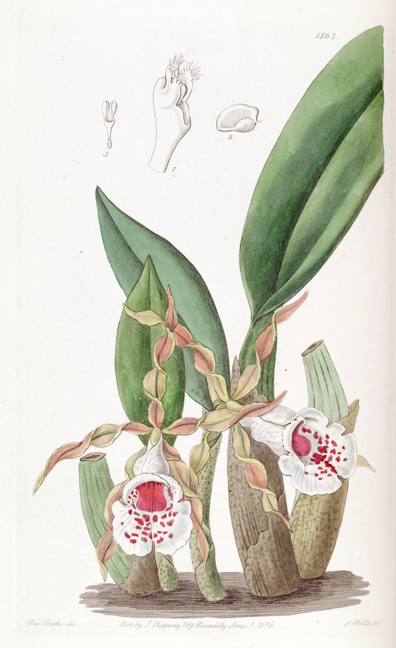 Trichopilia tortilis de Miss Drake