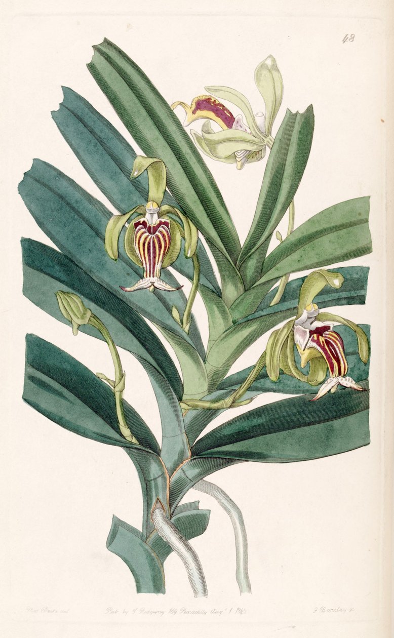 Vanda cristata de Miss Drake