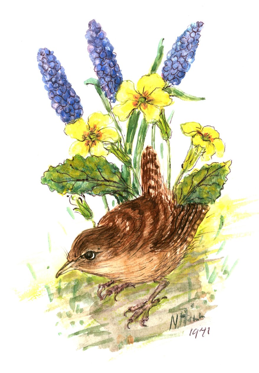 Wren in Primroses (wc no papel) de Nell Hill