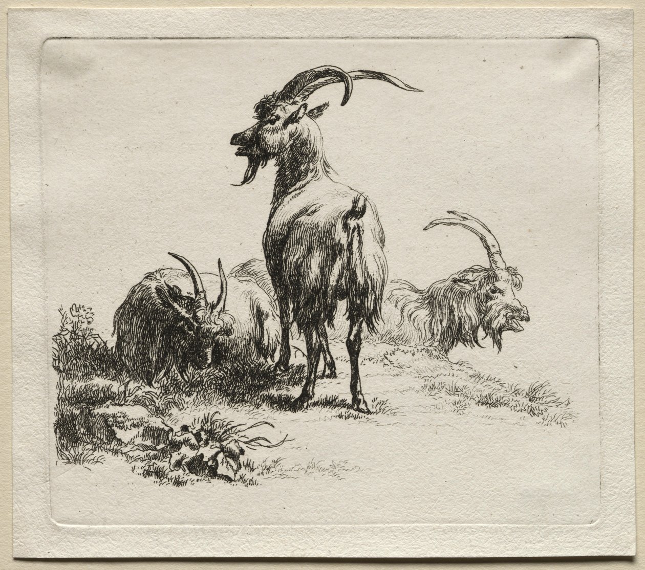 Três cabras. de Nicolaes Pietersz. Berchem