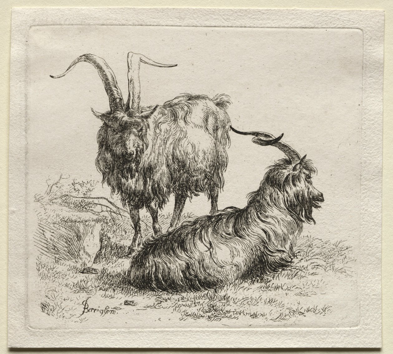 Duas cabras. de Nicolaes Pietersz. Berchem