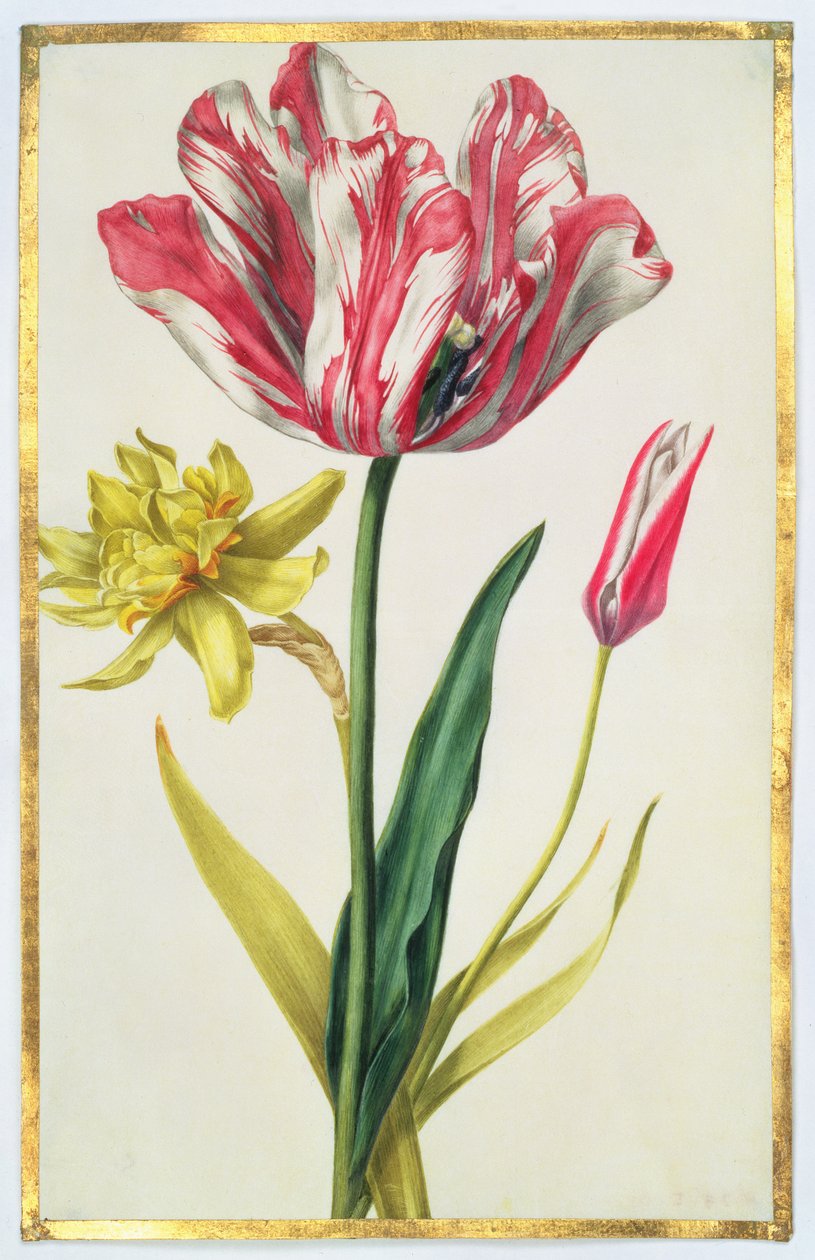 Narciso e Tulipa, c.1675 (guache sobre velino) de Nicolas Robert