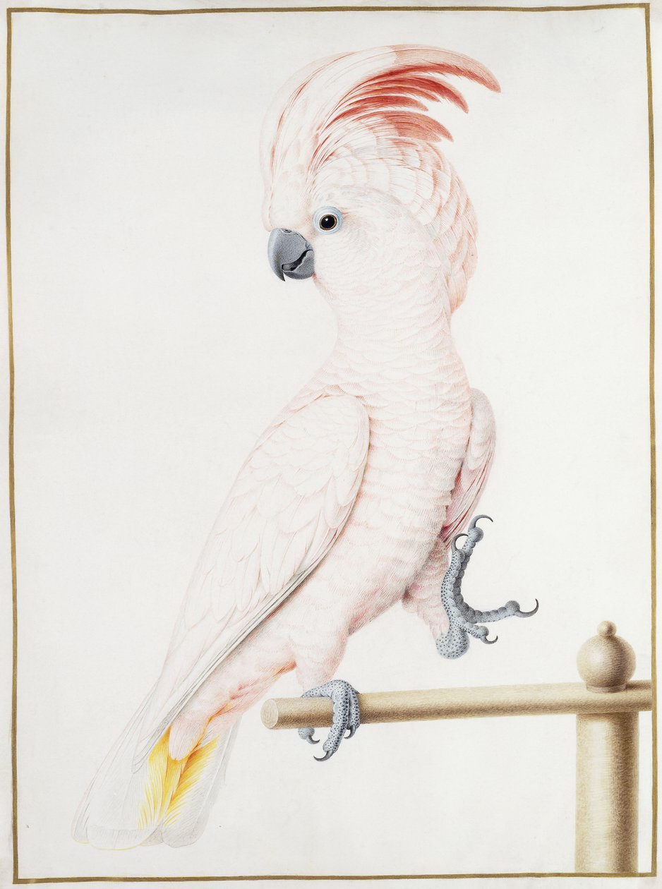 Cacatua do Major Mitchell de Nicolas Robert