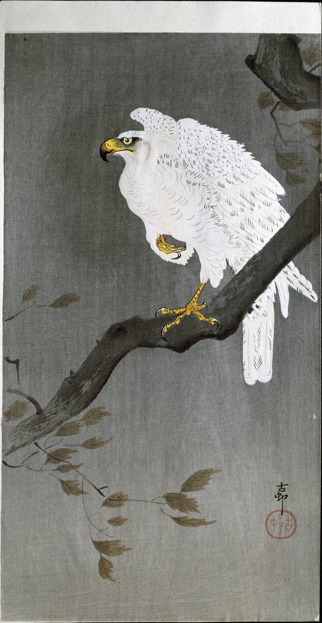 Falcão em um ramo, 1907 de Ohara Koson