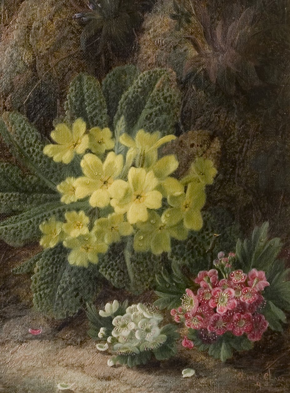 Prímulas, 1893 de Oliver Clare
