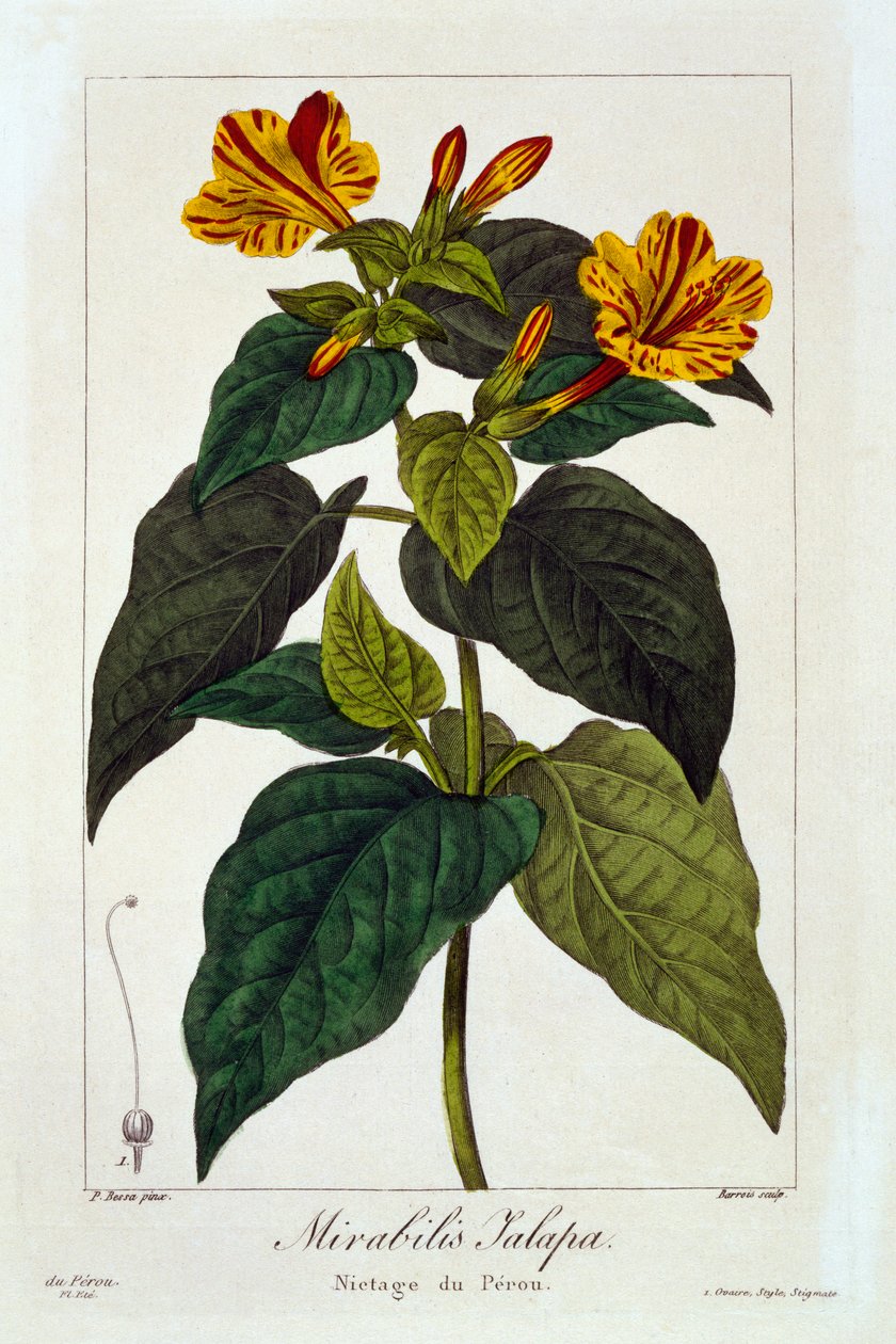 Ipomea Purga, pub. 1836. de Panacre Bessa