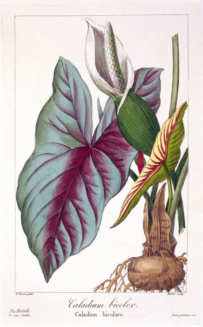 Caladium bicolor, 1836 (gravura colorida à mão) de Pancrace Bessa