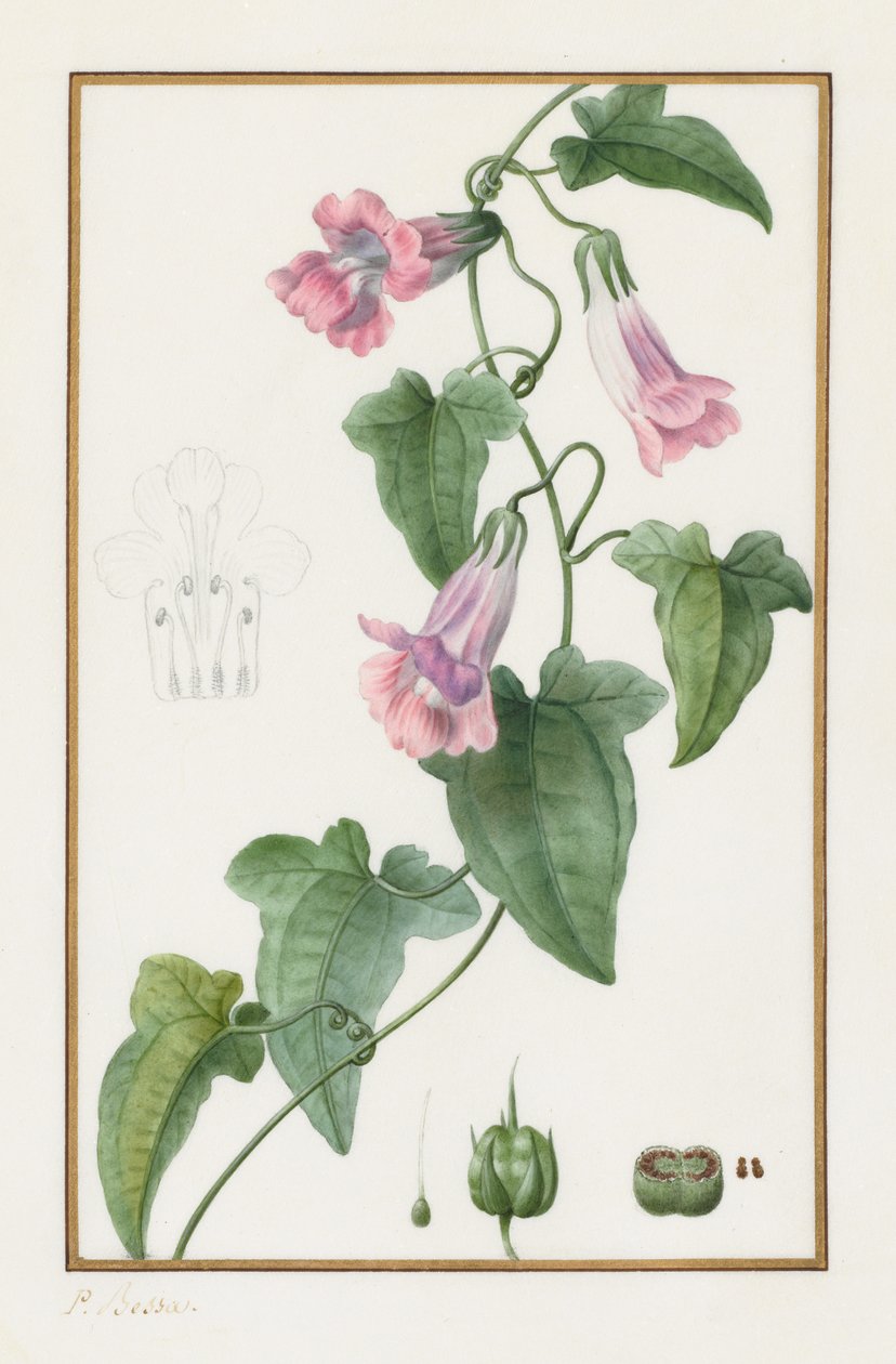 Botânica: Maurándia semperflorens, 1836. de Pancrace Bessa
