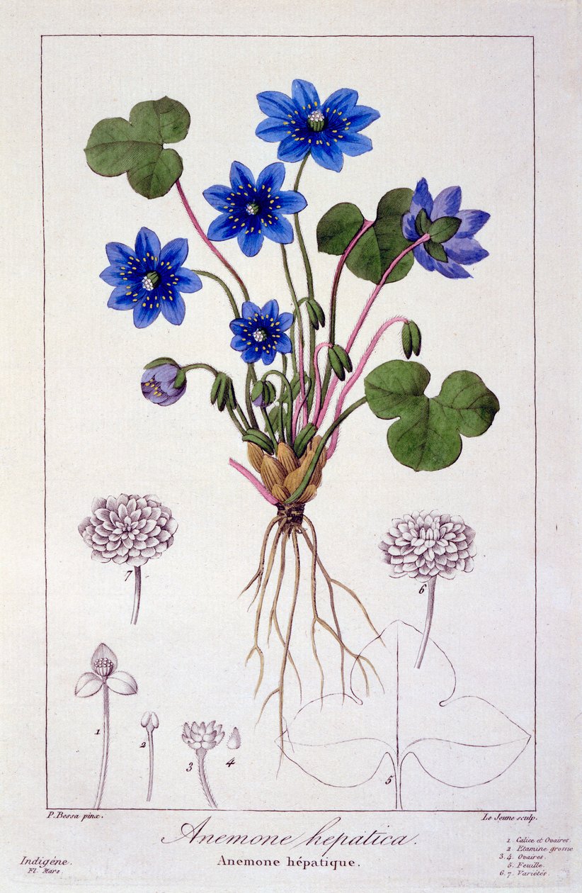 Hepatica nobilis, 1836 (gravura colorida à mão) de Pancrace Bessa