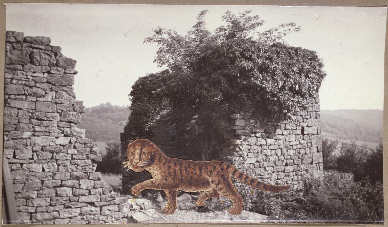 Tigre, Tigre, c.1938 (colagem) de Paul Nash