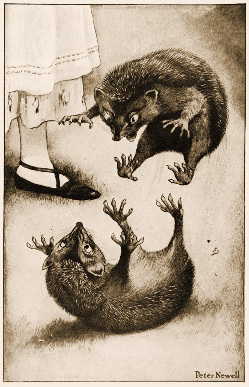 "O Hedge-Hog estava envolvido em uma briga com outro Hedge-Hog", ilustração para Alice Carroll&39;s "s Adventures in Wonderland, 1901 de Peter Newell