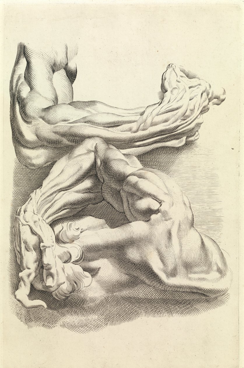 Músculos (gravura) de Peter Paul Rubens