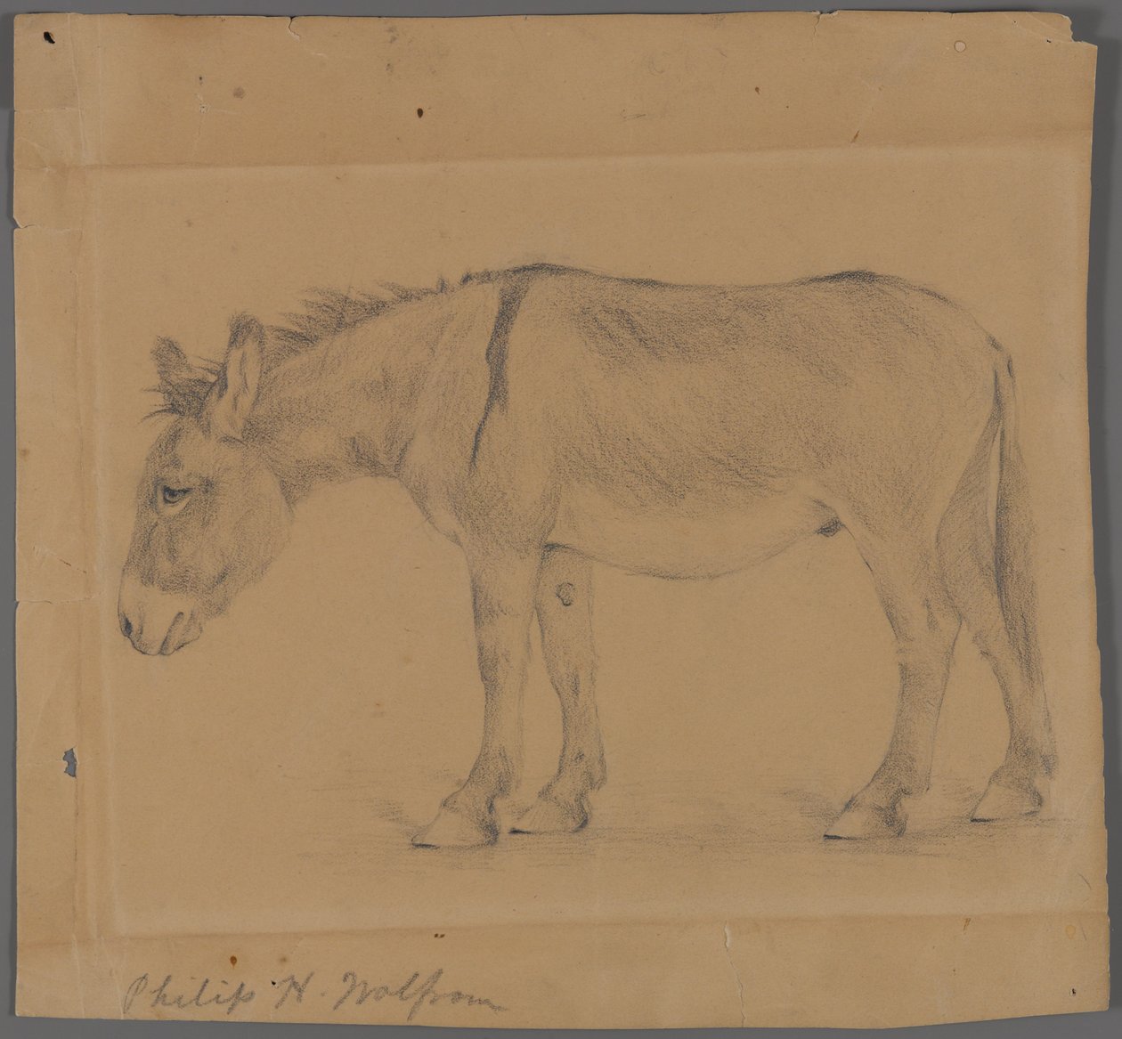Burro (grafite no papel) de Philip H. Wolfrom