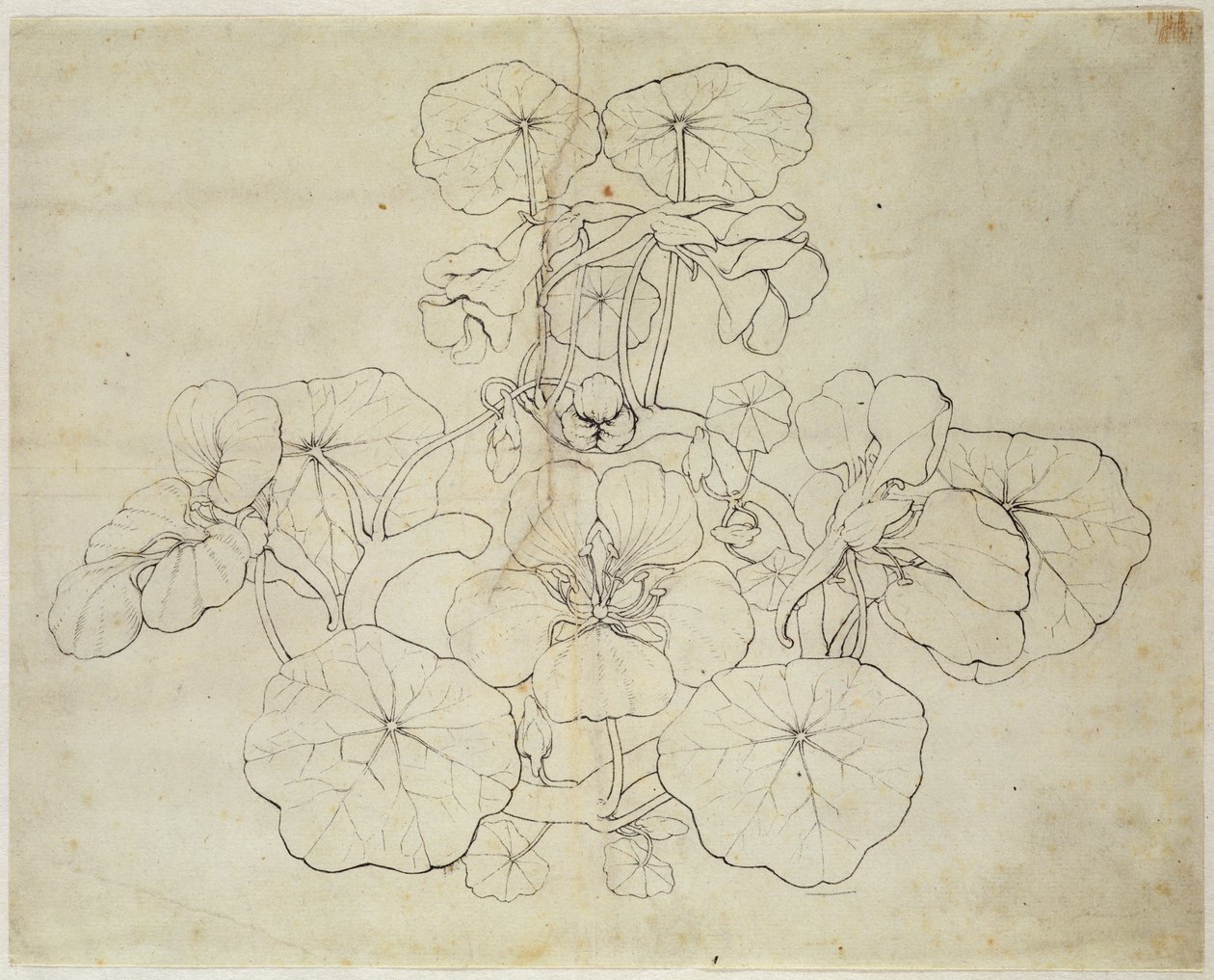 Agrião (caneta e tinta no papel) de Philipp Otto Runge