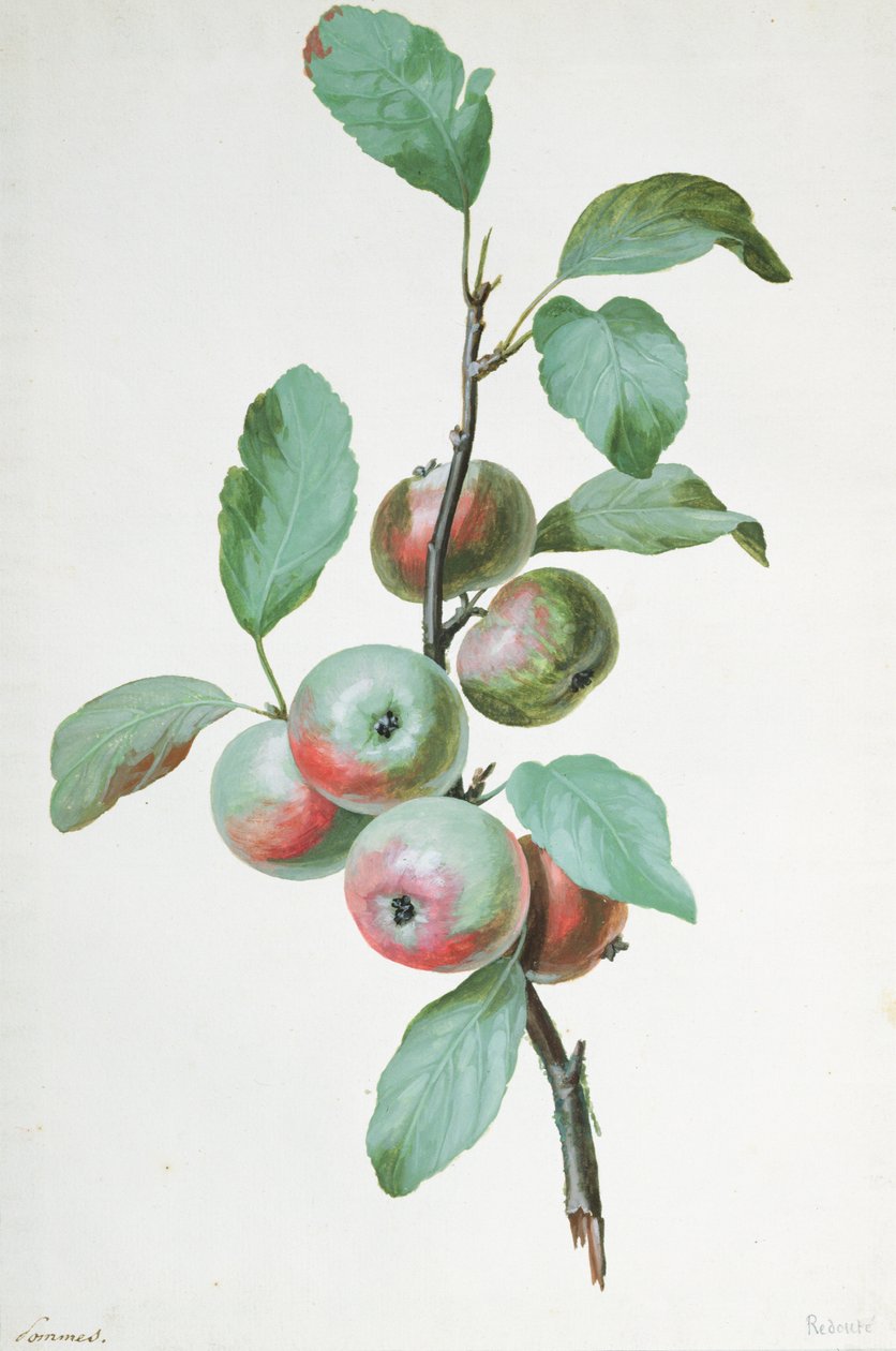 Maçãs de Pierre Joseph Redouté