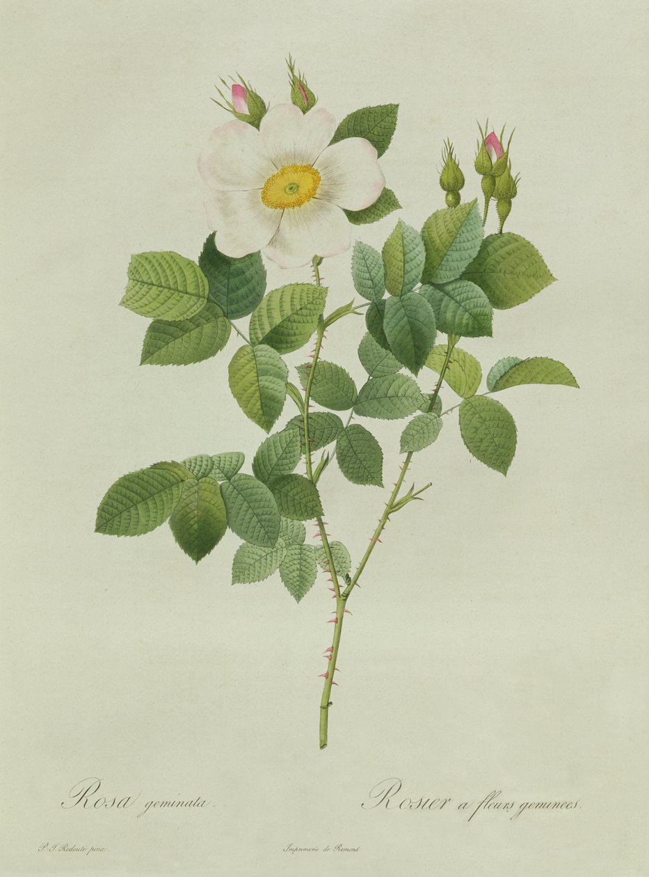 rosa geminata de Pierre Joseph Redouté