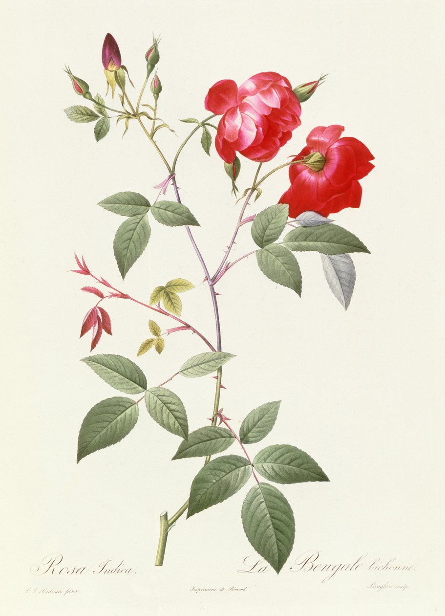 Rosa Indica de Pierre Joseph Redouté