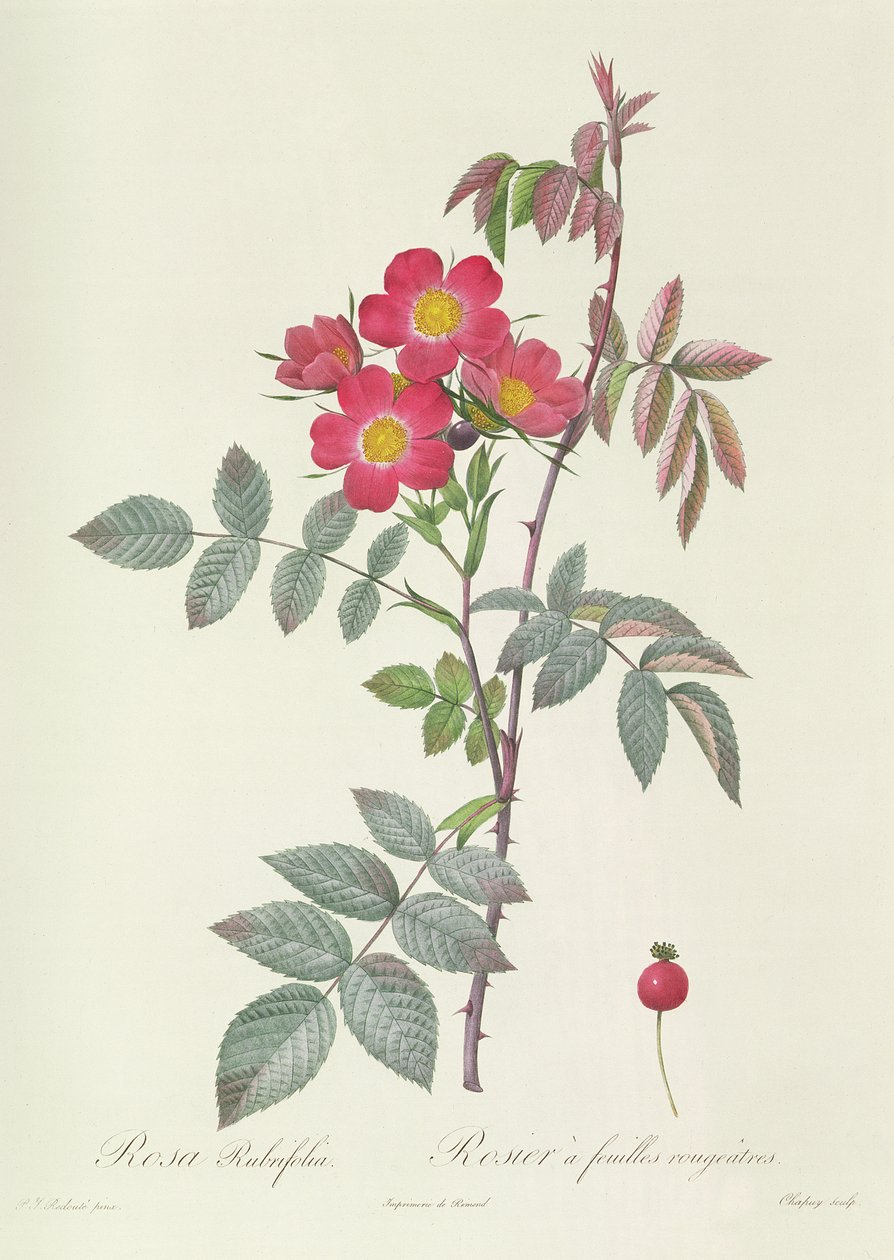 Rosa Rubrifolia de Pierre Joseph Redouté