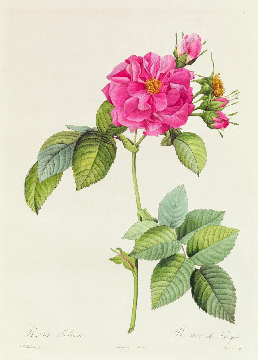 Rosa Turbinata de Pierre Joseph Redouté