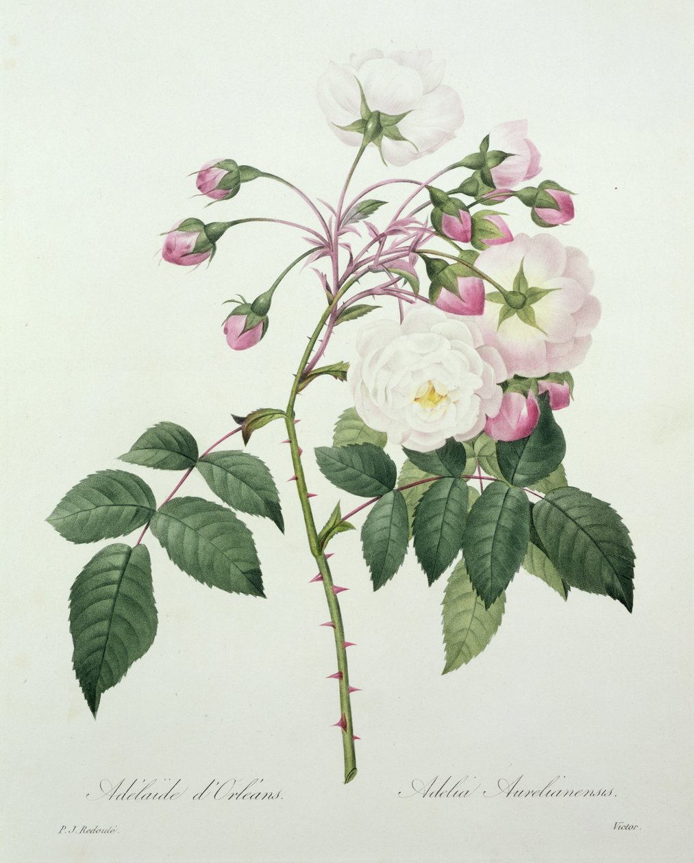 Adelia aurelianensis, gravada por Victor, de &39;Escolha das mais belas flores&39;, 1827 de Pierre Joseph Redouté