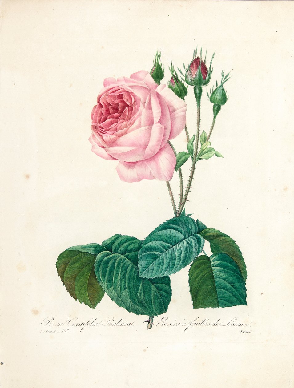 Rosa Centifolia Bullata, gravado por Langlois, de &39;Escolha das mais belas flores e frutas mais bonitas&39;, vol. Eu, 1827-33 de Pierre Joseph Redouté