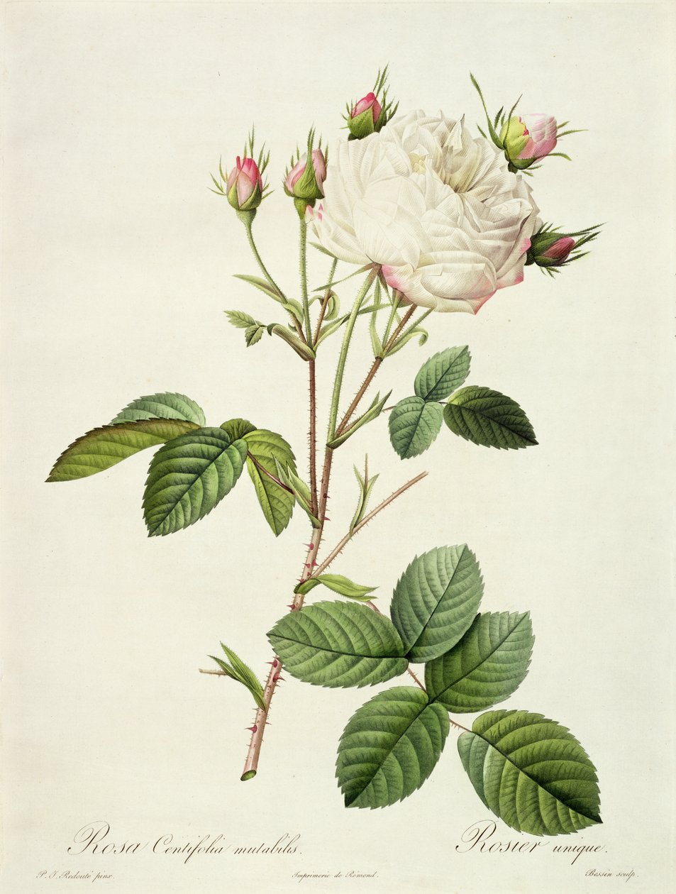 Rosa Centifolia Mutabilis, gravado por Bessin, publicado por Remond de Pierre Joseph Redouté