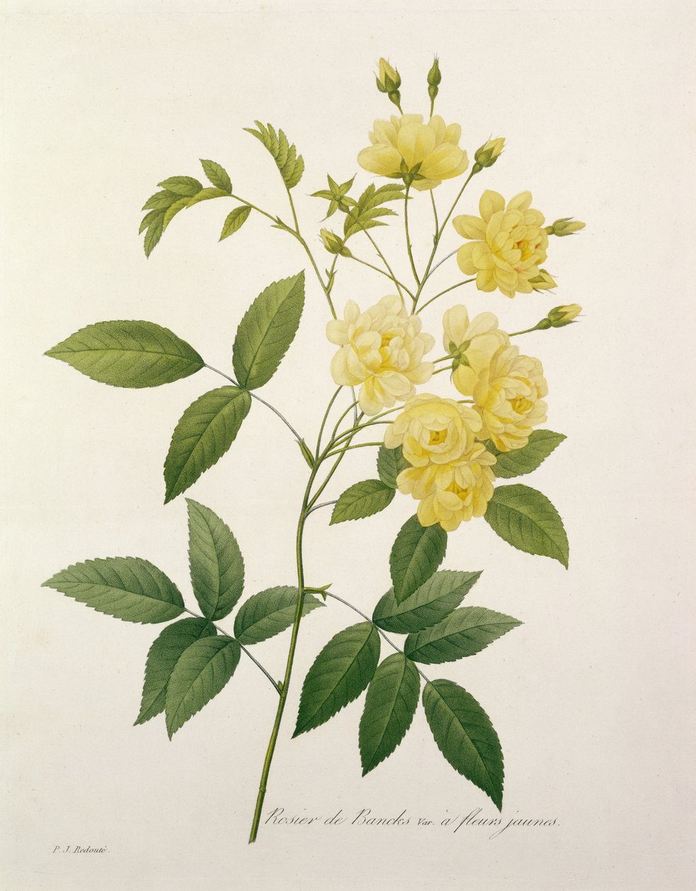 Rosa banksiae (rosa de Banks), de &39;Escolha das mais belas flores&39;, 1827 de Pierre Joseph Redouté