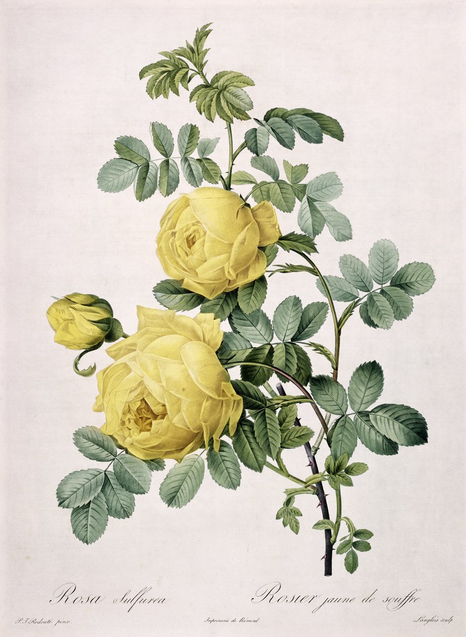 Rosa sulfurea, gravada por Langlois, de &39;Les Roses&39;, 1817-24 (aquatinta colorida) de Pierre Joseph Redouté