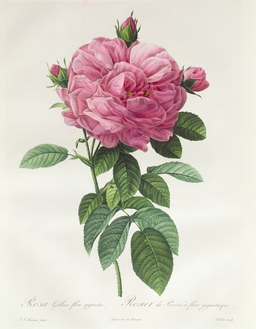 Rosa Flores Giants de Pierre Joseph Redouté