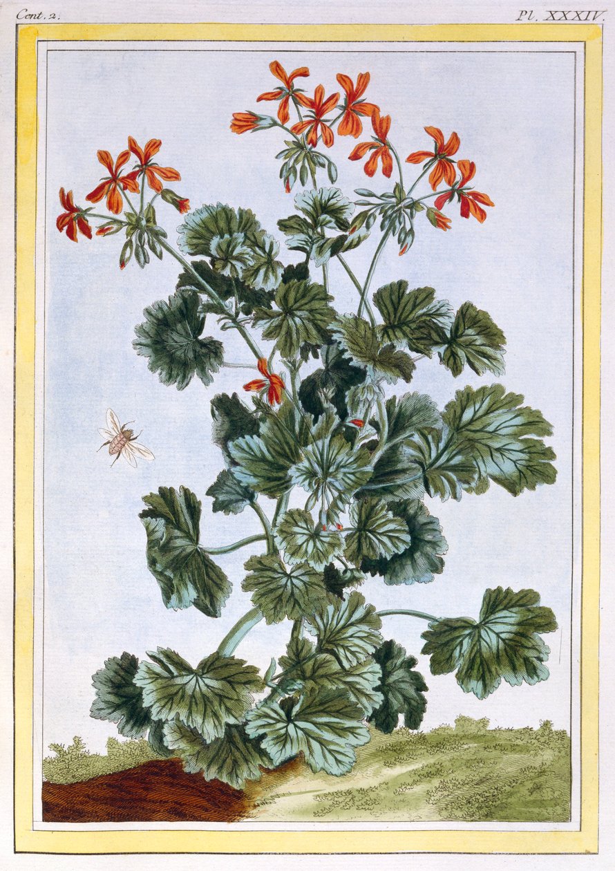 Cranesbill, pub. 1776. de Pierre Joseph Buchoz