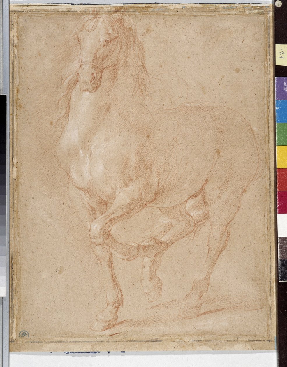 Estudo do cavalo (sangüíneo) de Pierre Puget