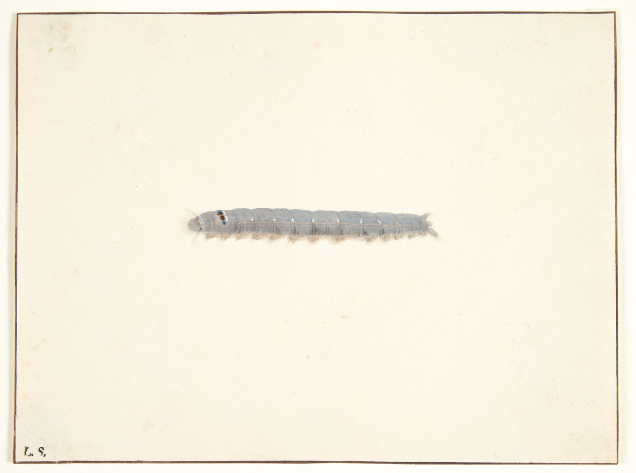 Uma lagarta de mariposa de Pieter Holsteijn