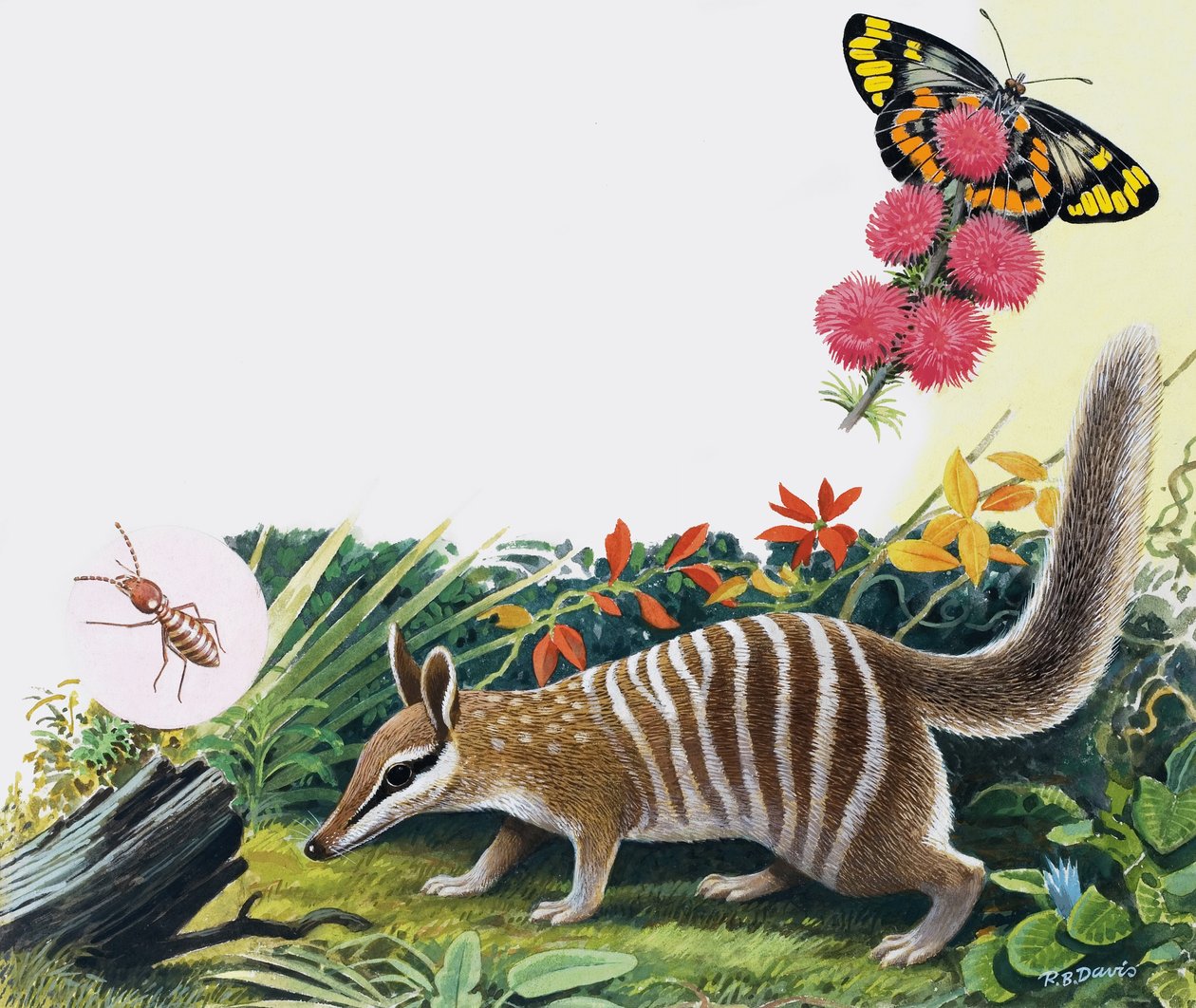 Numbat de R.B. Davis
