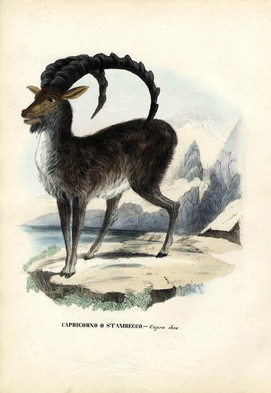 Ibex alpino, 1863-79 de Raimundo Petraroja