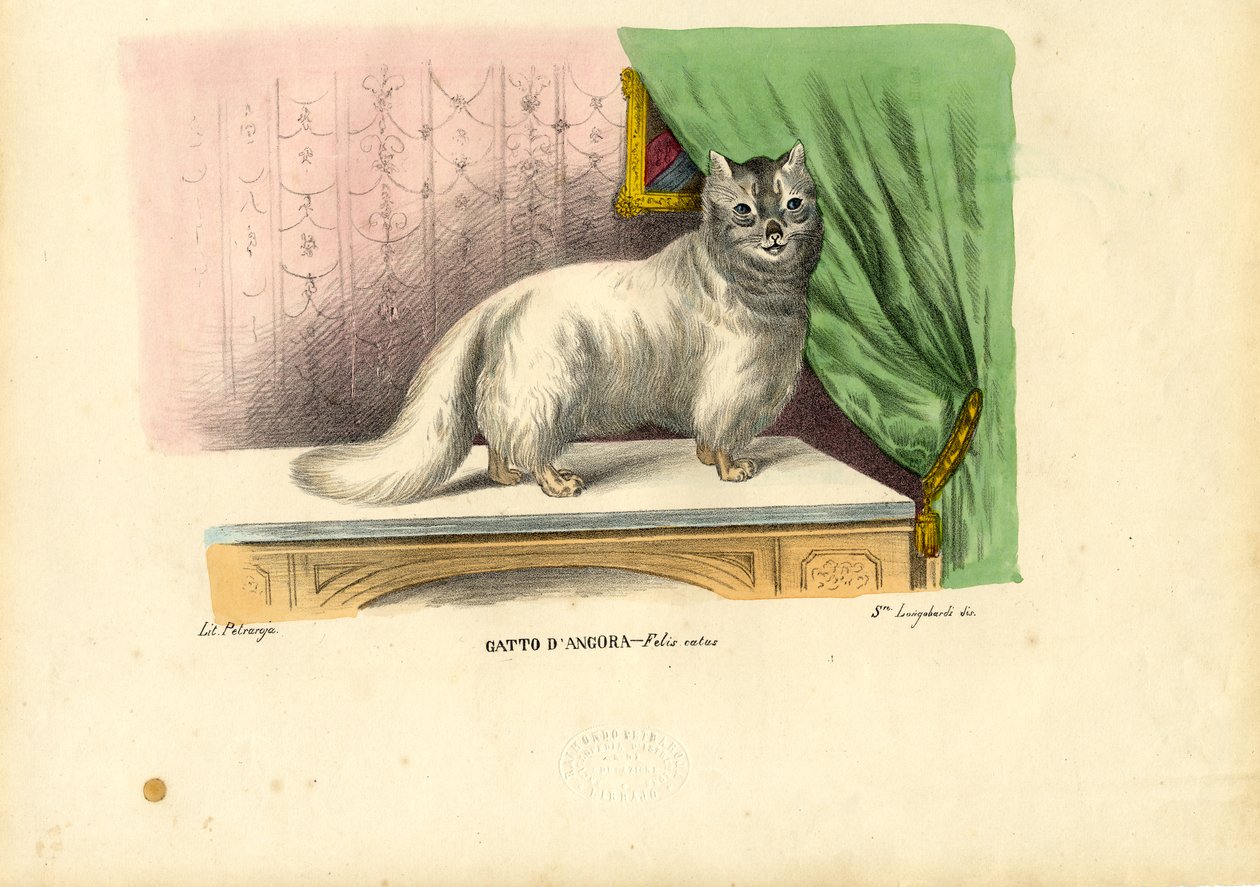 Gato Angorá, 1863-79 de Raimundo Petraroja